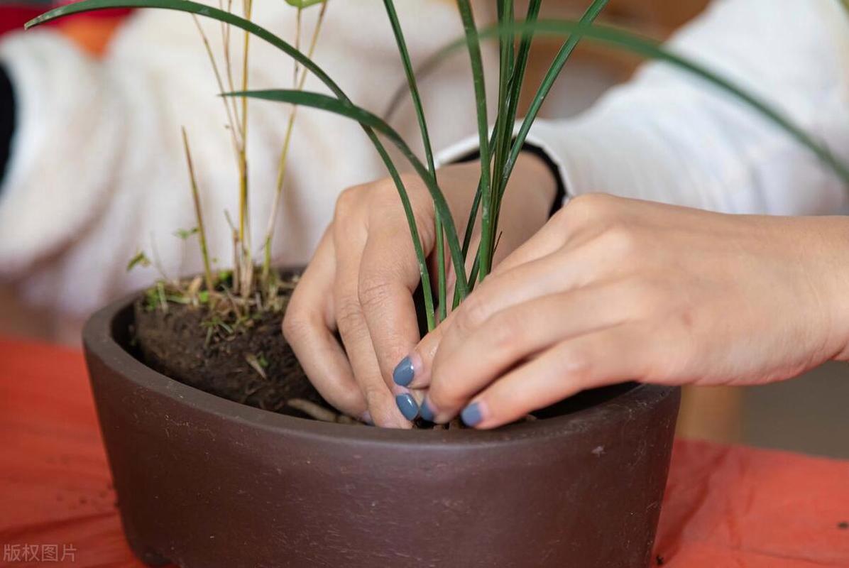 兰花用什么土种植比较好?