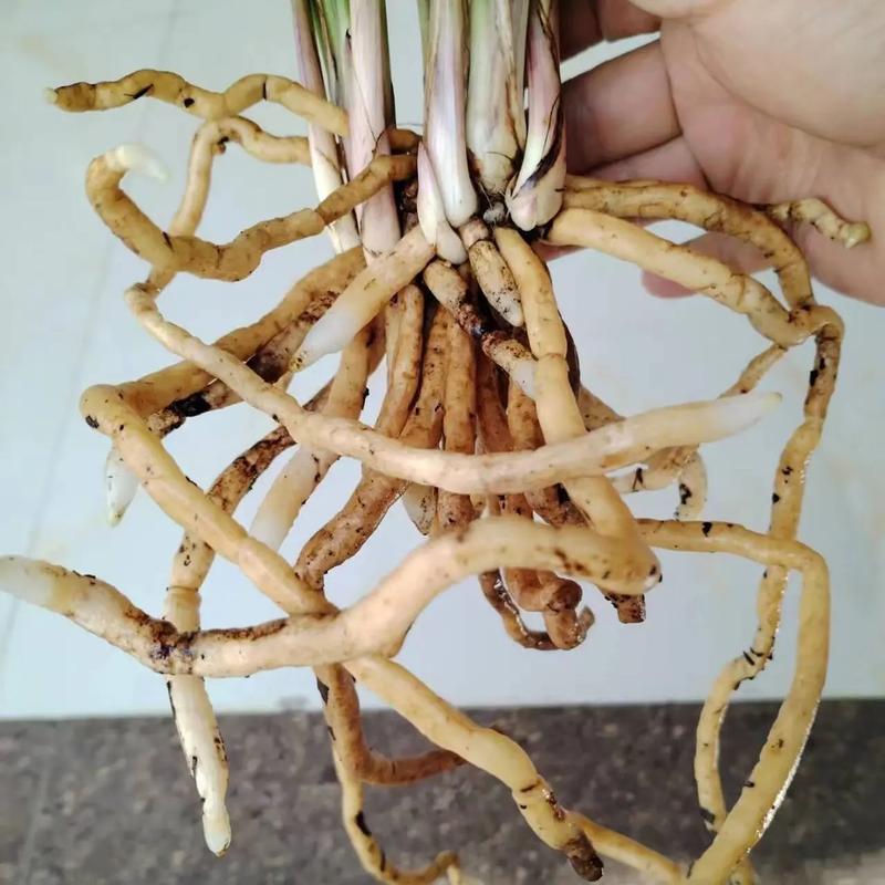 盆栽兰花比较好的土壤是什么