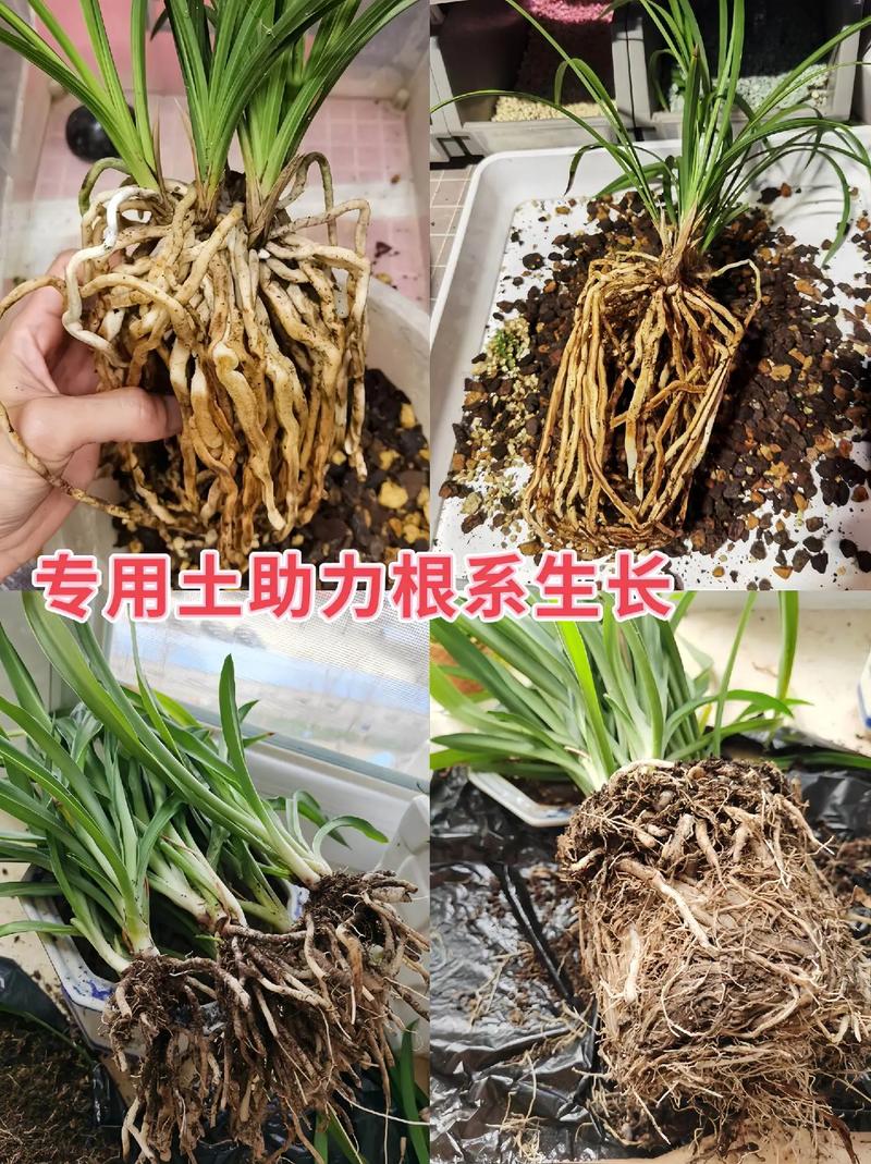 兰花用什么土栽培比较好?
