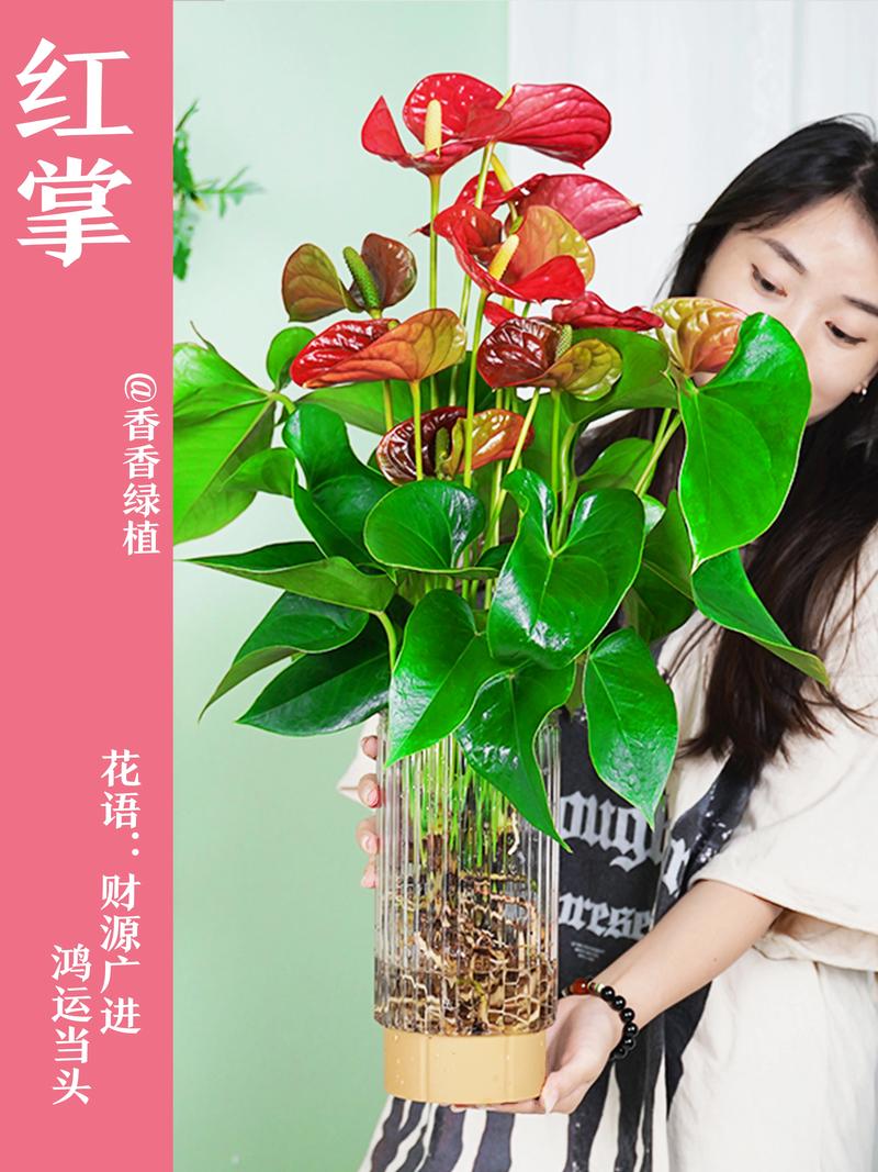 红掌的作用