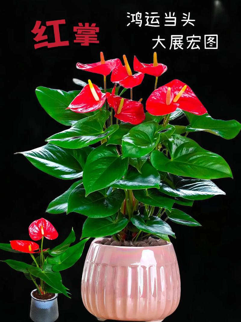 红掌有什么药用价值