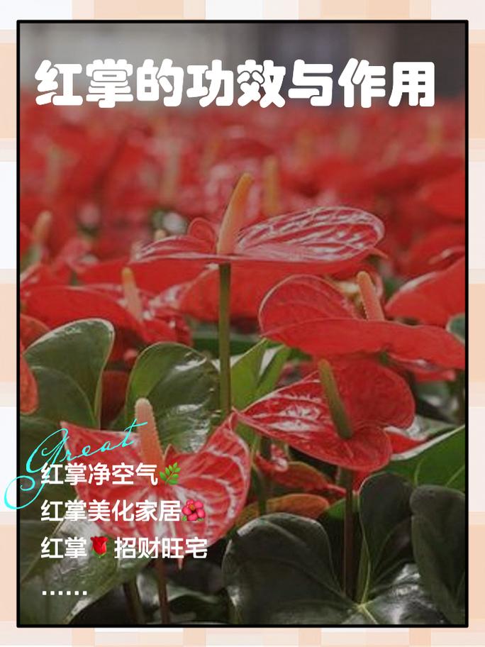 红掌作用有什么益处