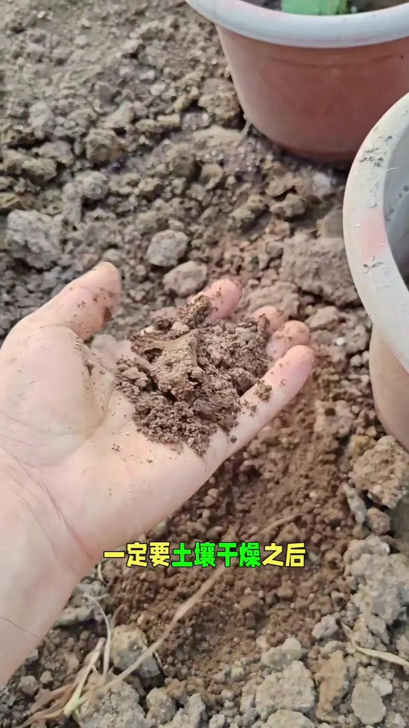 菊花小苗怎样种植?