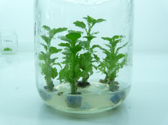 菊花种植技术与栽培管理