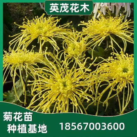 菊花怎样种植与管理