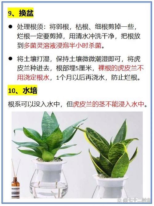 虎皮兰的作用和功效，虎皮兰的作用和功效虎皮兰怎么养殖？