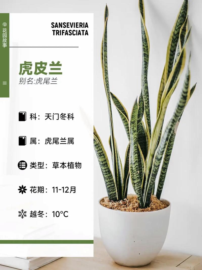 虎皮兰的作用和功效
