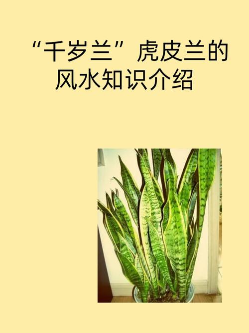 虎皮兰的特点和作用