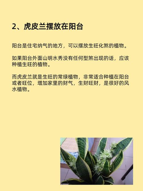虎皮兰风水作用与功效