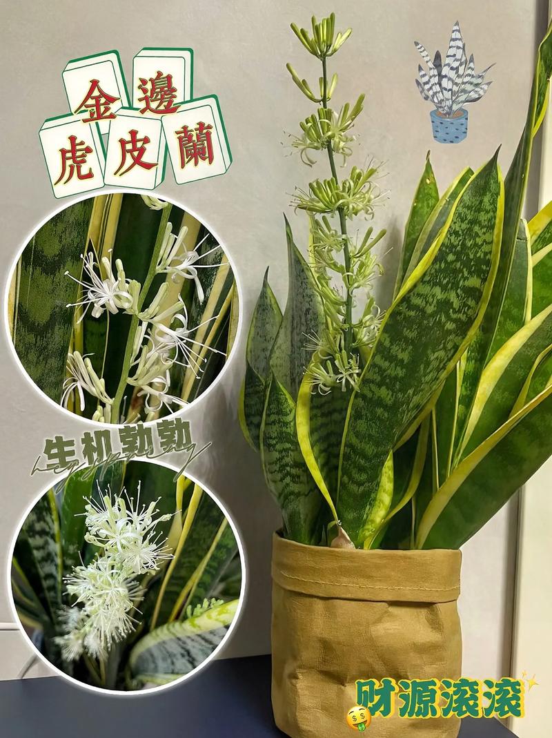 虎皮兰有什么作用和功效?