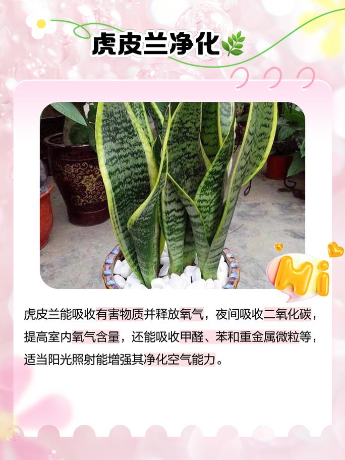 虎皮兰有什么药物做用