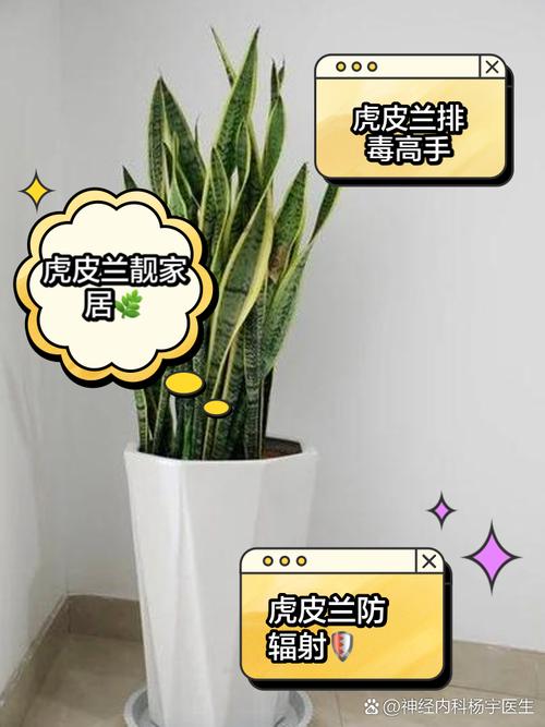虎皮兰药用有什么功效与作用