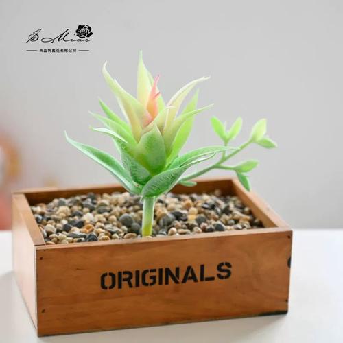斑马芦荟的养殖方法及注意事项？斑马芦荟怎么修剪？
