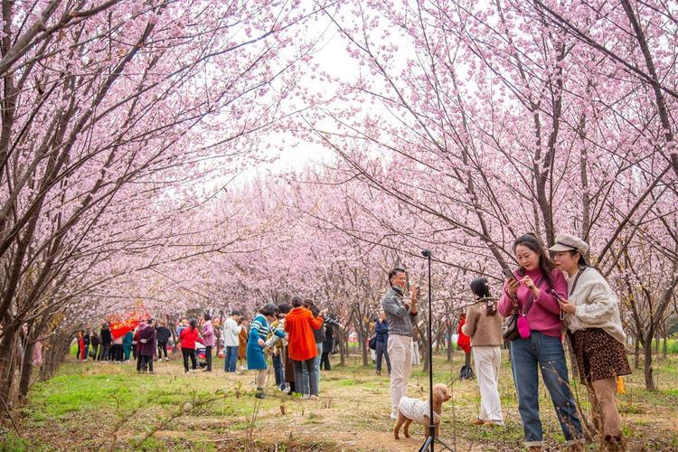 2022年湖北各市州赏花活动