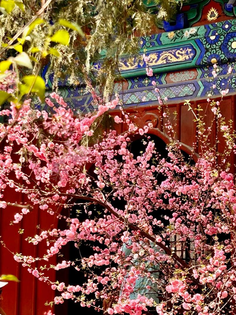 2024常州清明节赏花活动有哪些