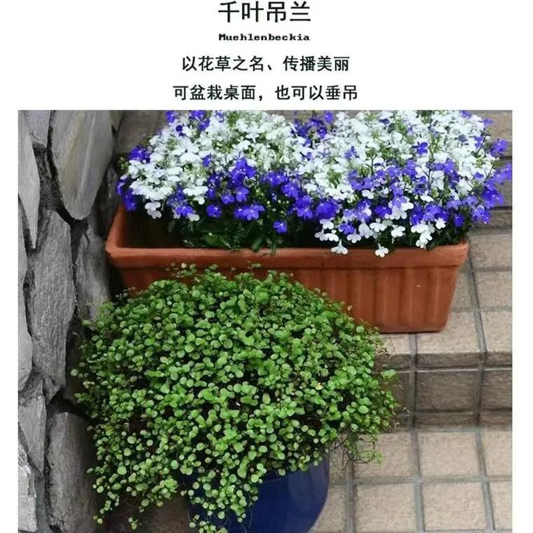 千叶吊兰有毒吗