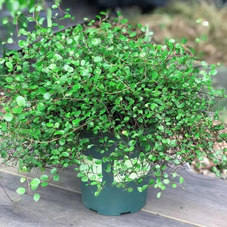 千叶吊兰会开花吗