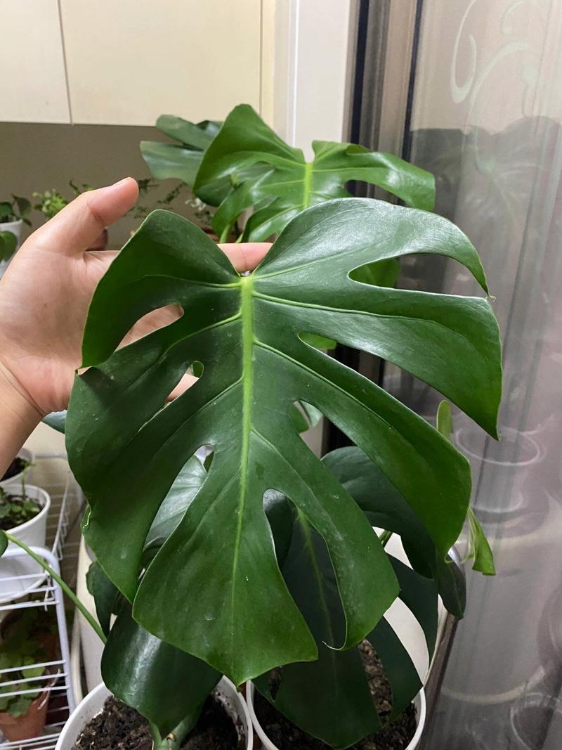 龟背竹叶片变黑怎么办