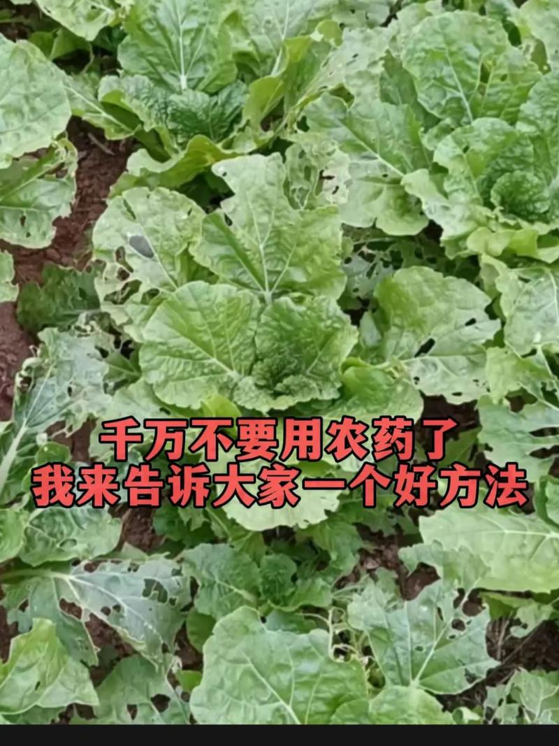 我养的花长蚜虫了,怎么驱除?