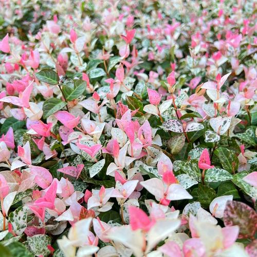 吊花叶吊花叶