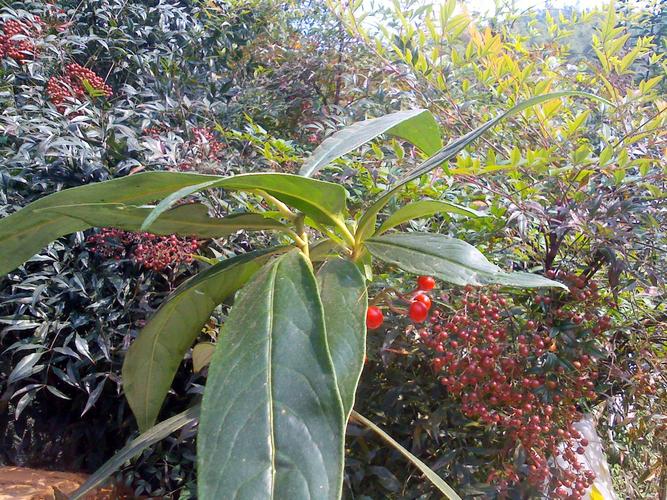 请问:这是什么植物?