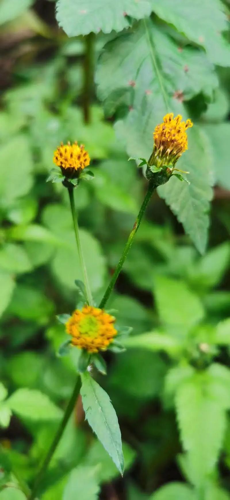 农村常见的50种野花野草
