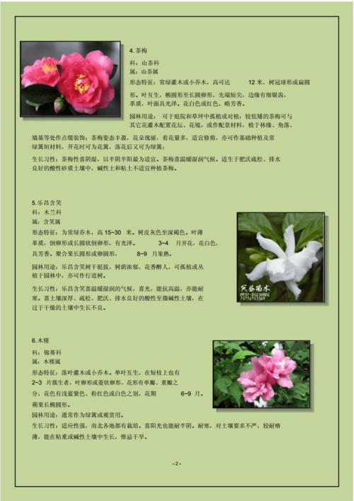 常见50种植物的名称