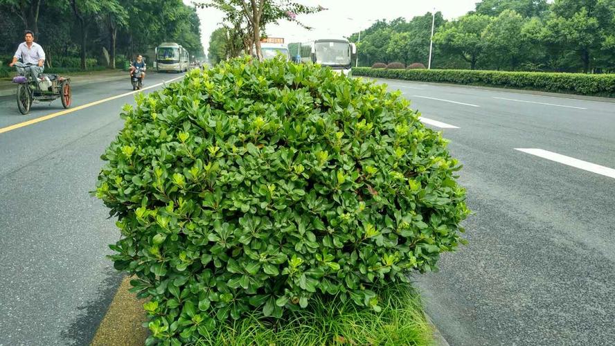 50种路边常见植物