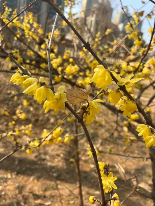 梅花种子什么时候种植比较好