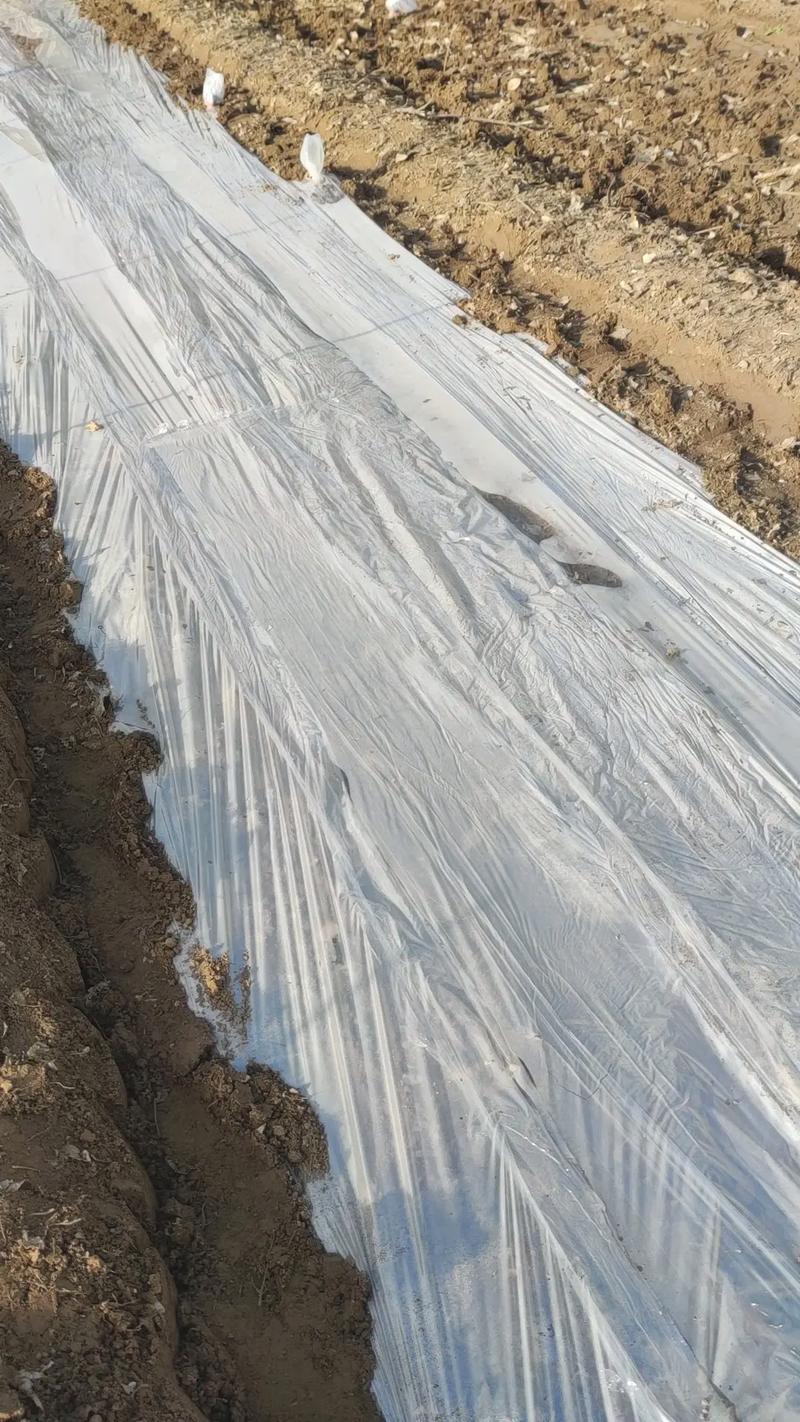 梅花种子的种植方法及何时播种