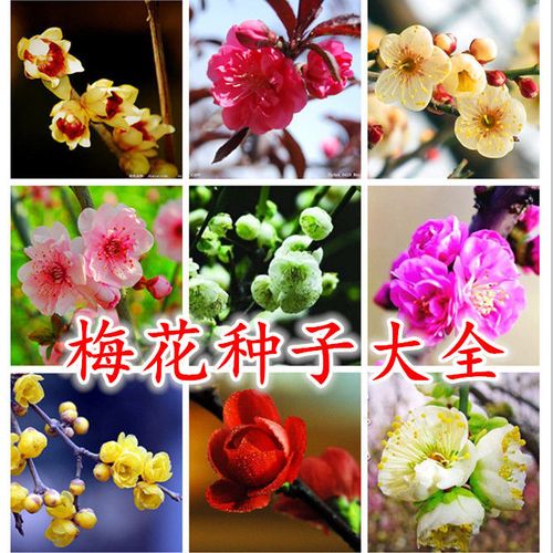 梅花种子的种植方法,什么时候播种