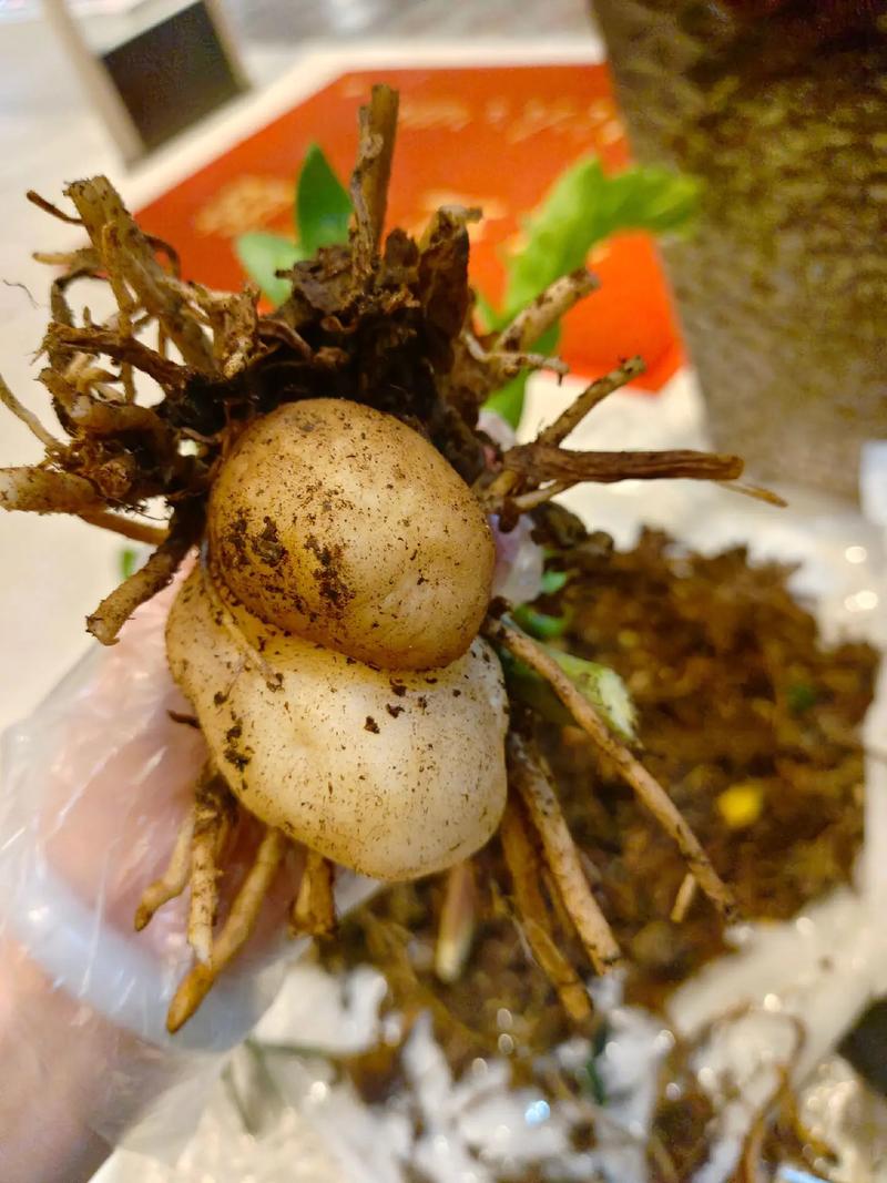 金钱树烂根怎么补救,烂根不换土行吗