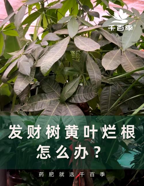 金钱树烂根了怎么救活