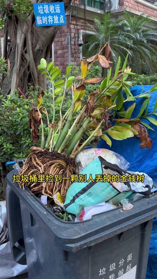 金钱树烂根不换土行吗