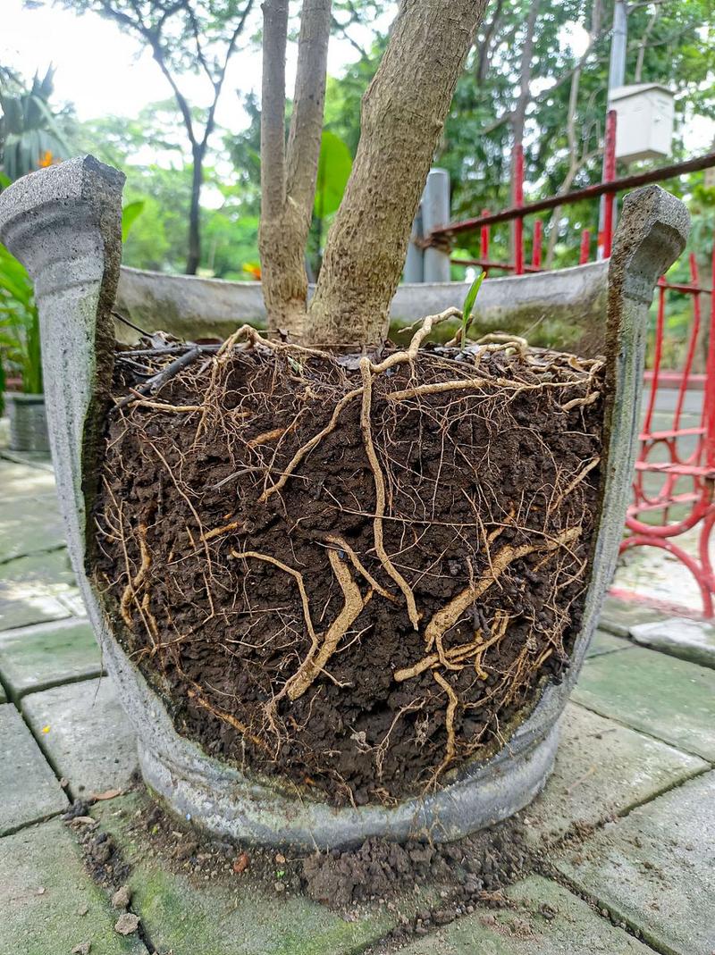 金钱树烂根怎么补救