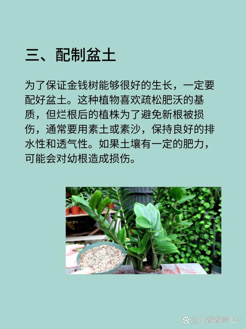金钱树烂根怎么办金钱树烂根的解决方法
