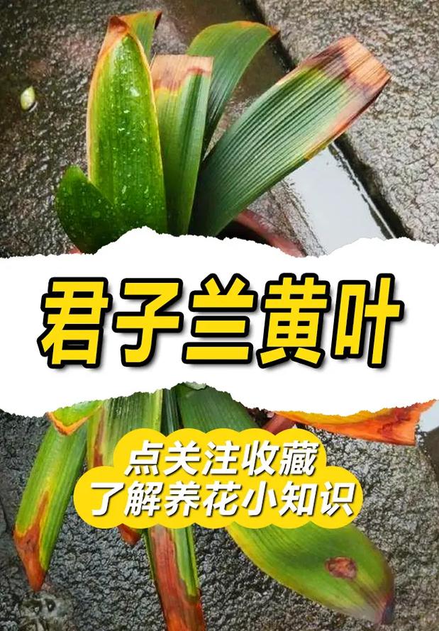 君子兰叶子很薄怎么办