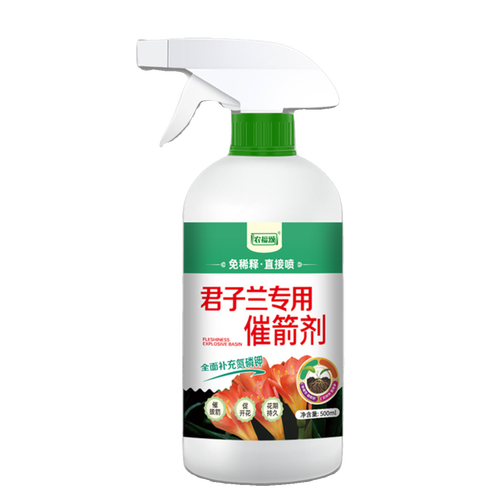 君子兰叶片薄缺什么肥?
