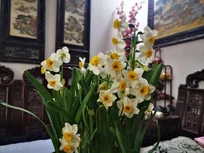 水仙不开花只长叶子怎么办