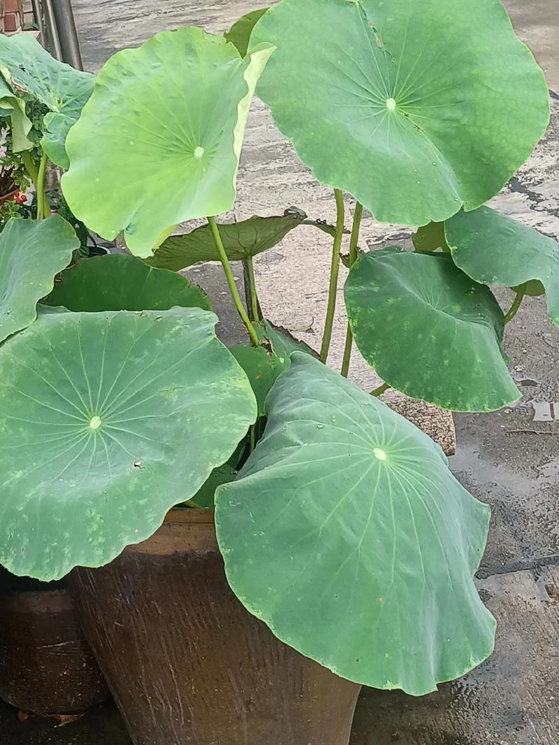 水仙花为什么只长叶不开花