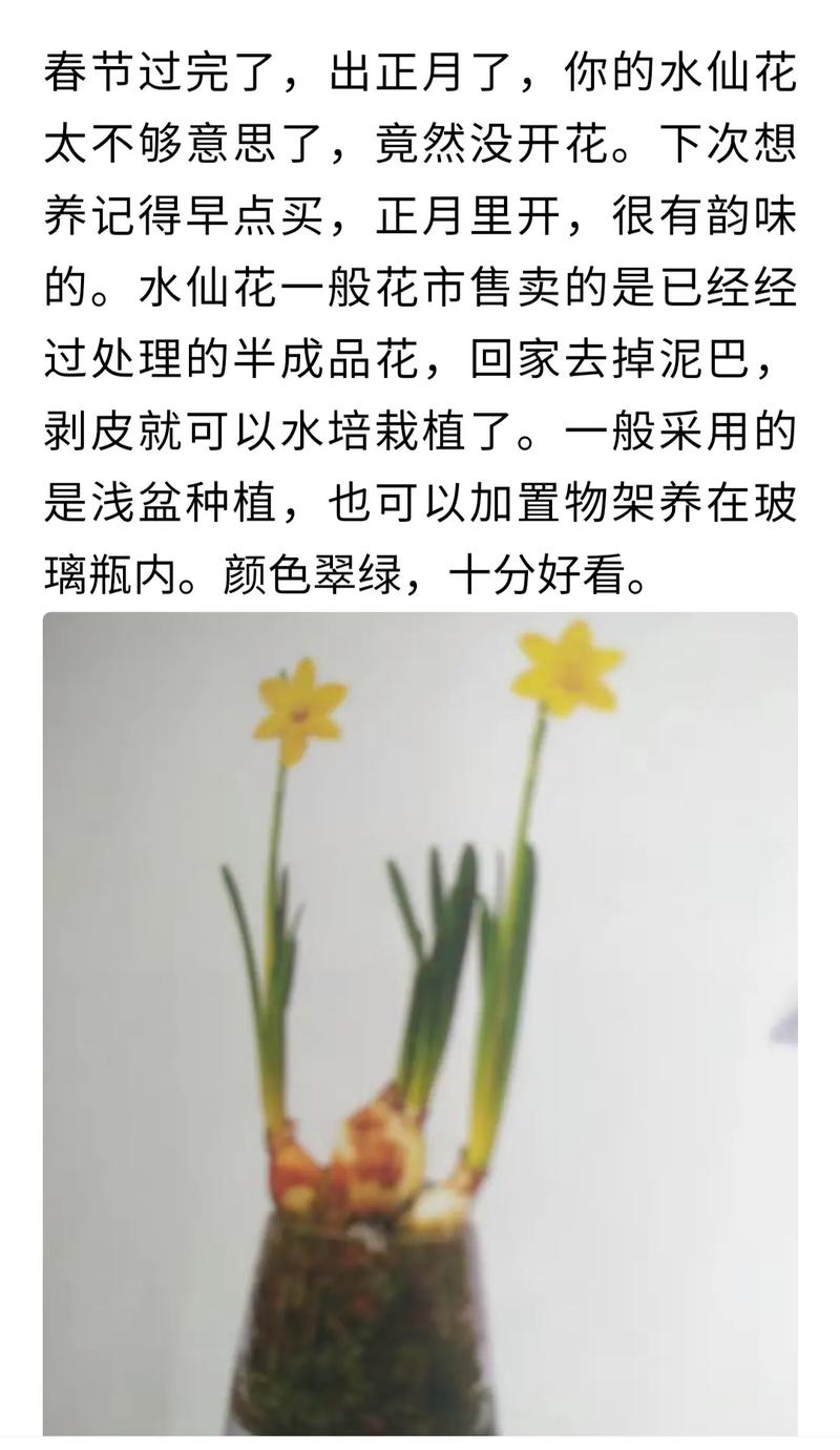 水仙只长叶子不开花怎么办