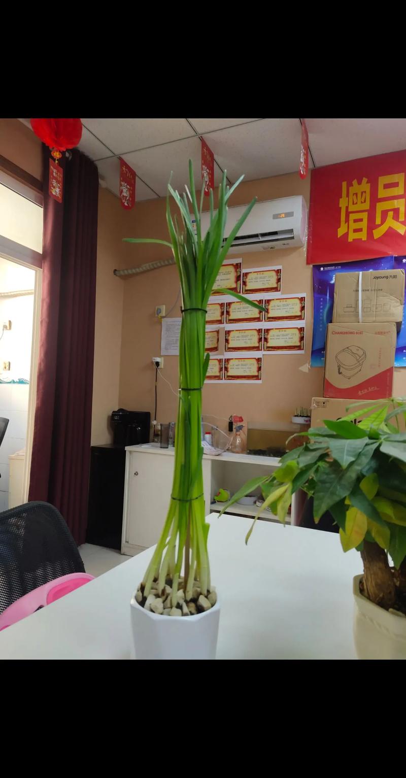 水仙花不开花只长叶子怎么办