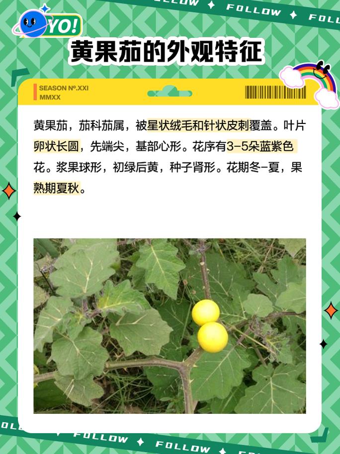 中草药:黄果茄的功效与作用