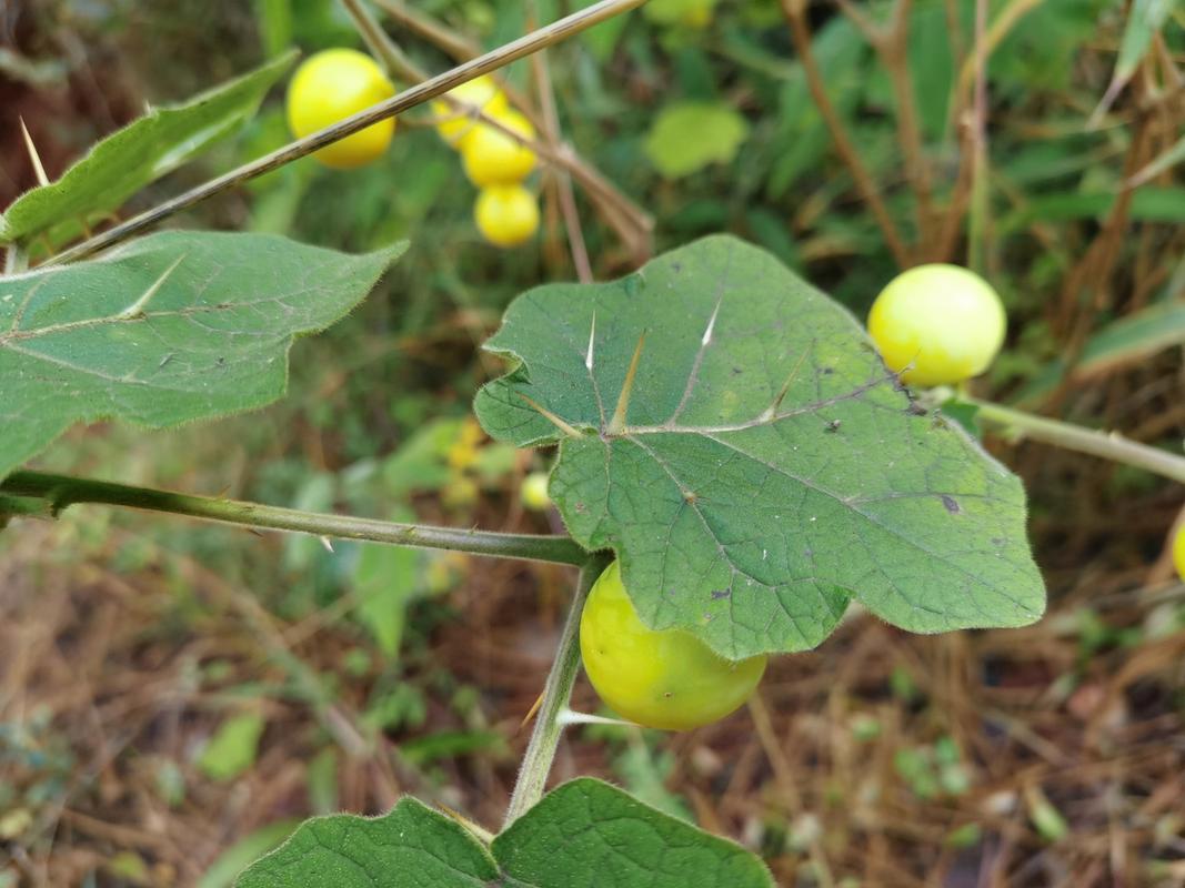 黄果茄地理分布
