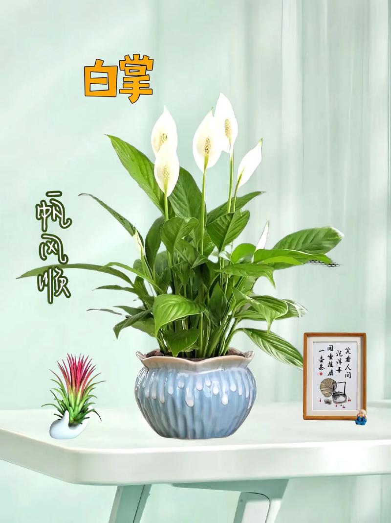 一帆风顺花怎么种