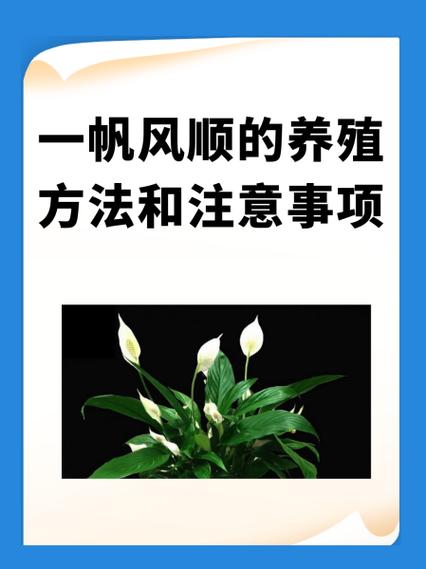一帆风顺的繁殖方法和注意事项