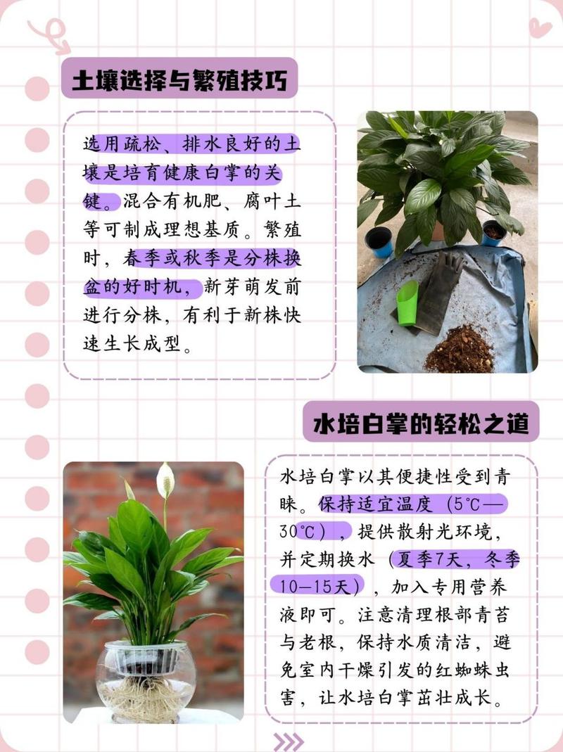 一帆风顺播种步骤,一帆风顺其他的繁殖方法