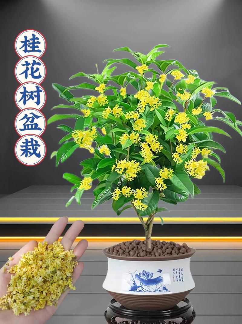 新买的桂花怎么养？新买的桂花怎么养护视频？