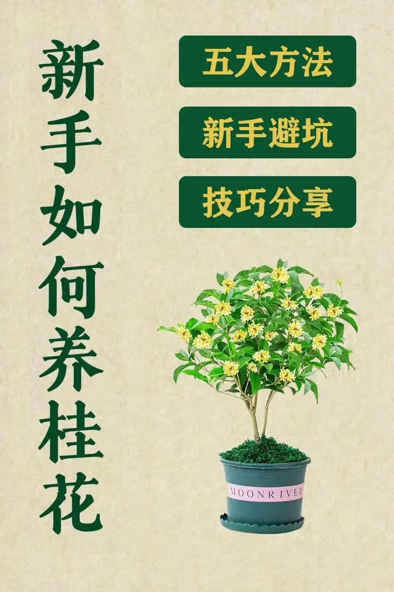 刚买的桂花树怎么养护