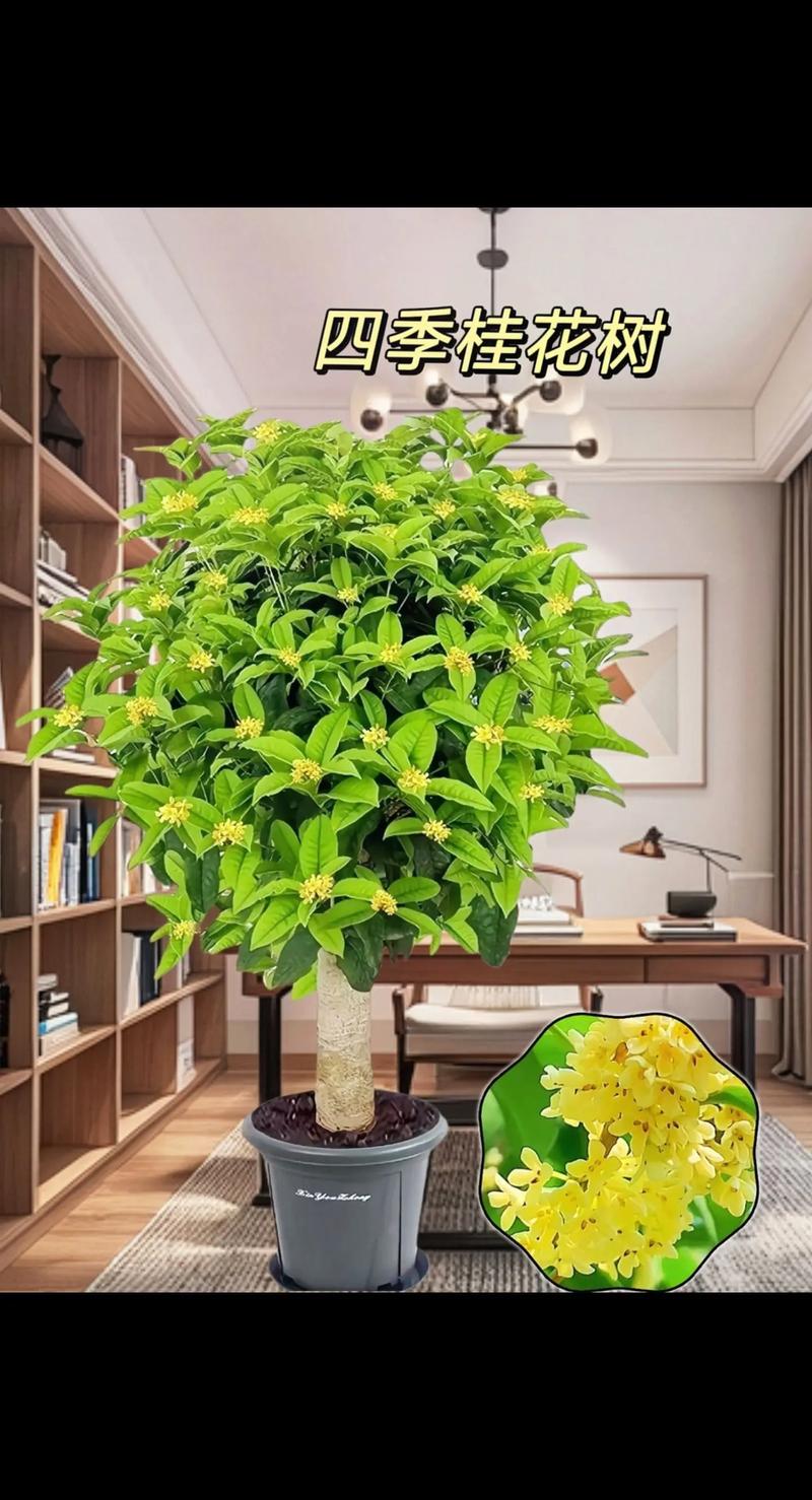 新买的桂花怎么养
